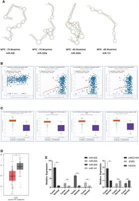 Estradiol mediates the interaction of LINC01541 and miR-429 to promote angiogenesis of G1/G2 endometrioid adenocarcinoma in-vitro: A pilot study